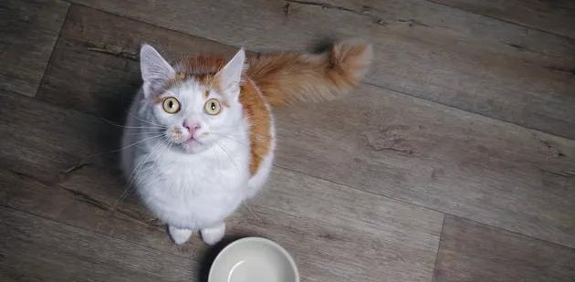 小猫不吃饭怎么办？快速解决方法有哪些？