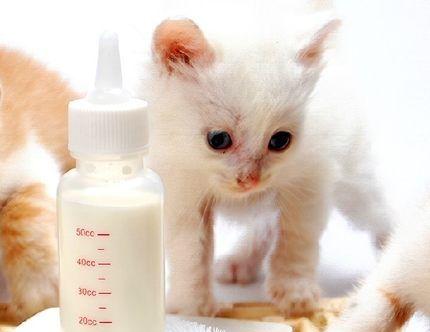 小猫不喝奶要吃饭怎么办？如何正确过渡喂食？