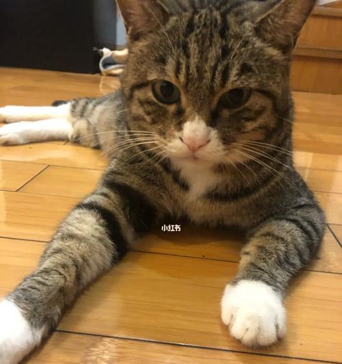小猫出现异常老猫拒绝接近怎么办？常见原因及解决方法是什么？