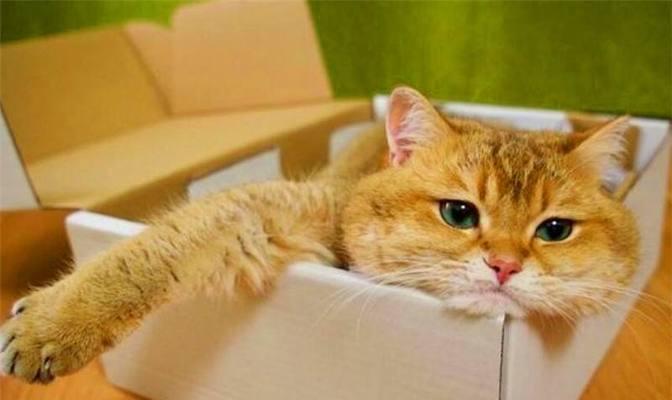 小猫吃饱了还叫不停？可能的原因和解决办法是什么？