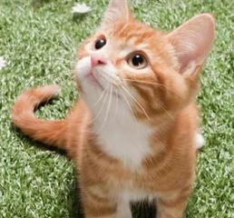 小猫吃饱了还叫不停？可能的原因和解决办法是什么？