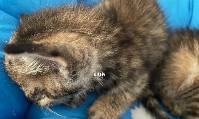 小猫吃饱了还叫不停？可能的原因和解决办法是什么？