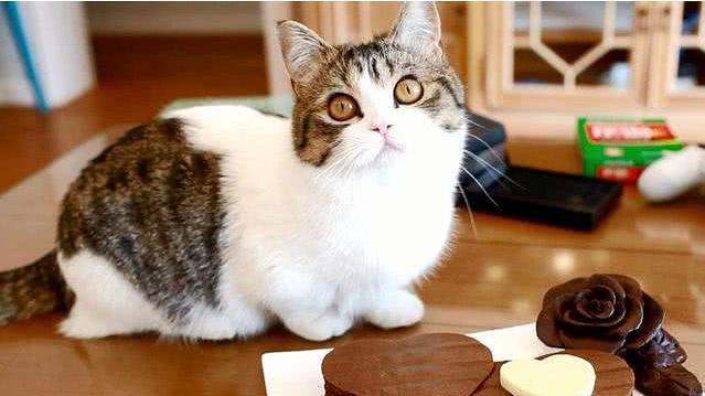 小猫吃了肉不消化怎么办？如何帮助宠物猫缓解消化不良？