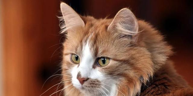 小猫吃了肉不消化怎么办？如何帮助宠物猫缓解消化不良？