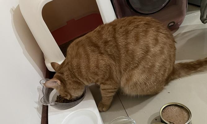 小猫吃猫粮后拉稀怎么办？如何快速解决宠物腹泻问题？