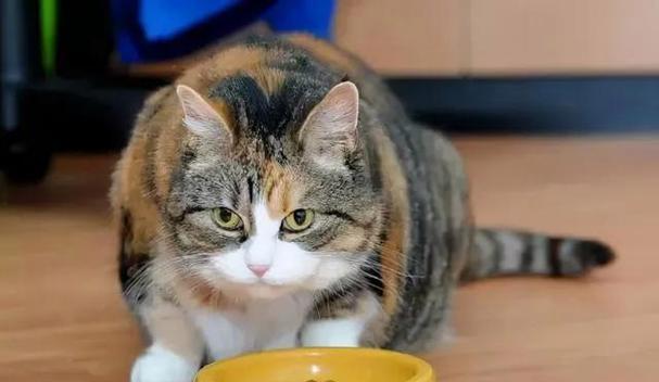 小猫吃猫粮后拉稀怎么办？如何快速解决宠物腹泻问题？