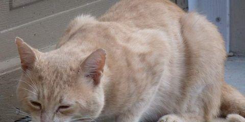 小猫吃猫粮后拉稀怎么办？如何快速解决宠物腹泻问题？