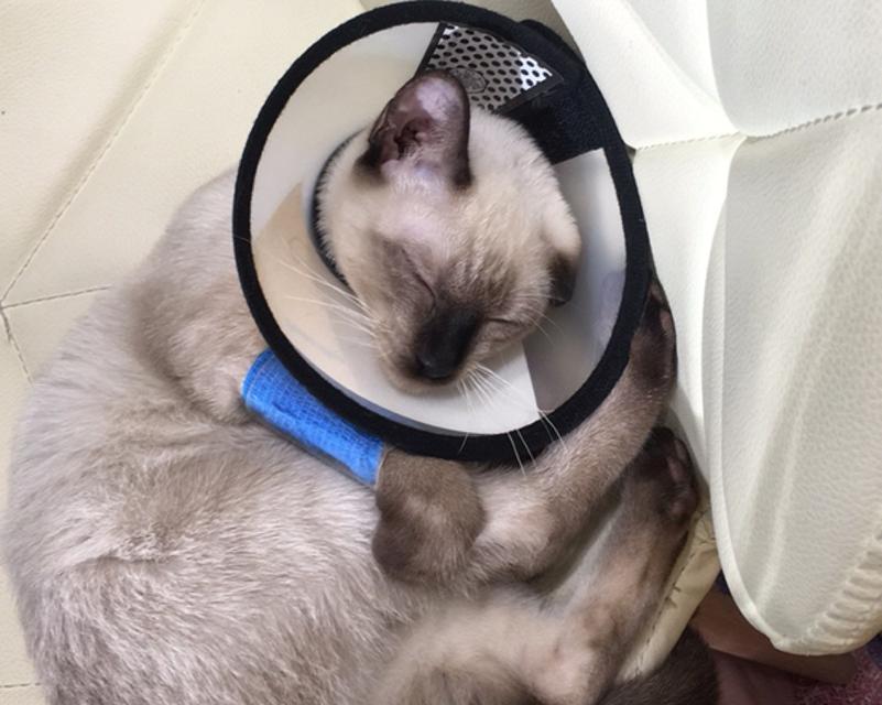 小猫吃自制隔了很久才吐是怎么回事？如何处理？