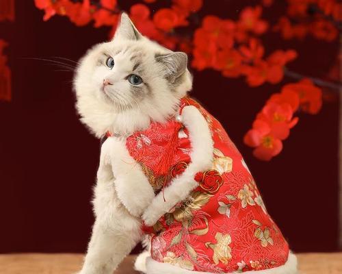 小猫吃自制隔了很久才吐是怎么回事？如何处理？