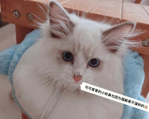 小猫毛癣严重怎么办？治疗方法有哪些？