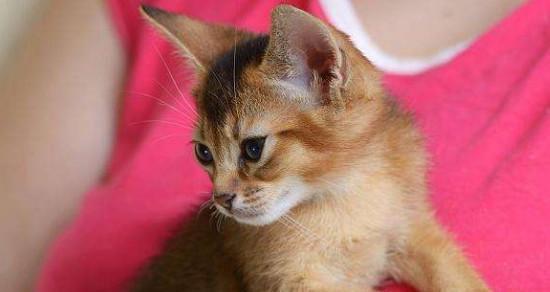 小猫毛癣严重怎么办？治疗方法有哪些？