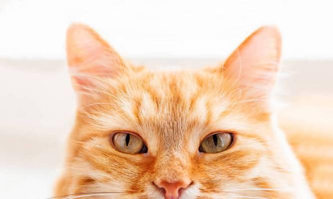 小猫动眼睛图片大全大图在哪里找？如何下载高清大图？