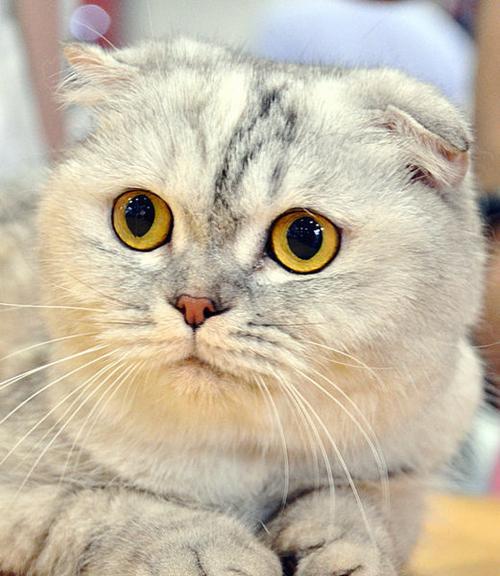 小猫动眼睛图片大全大图在哪里找？如何下载高清大图？