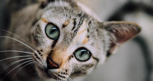 小猫动眼睛图片大全大图在哪里找？如何下载高清大图？