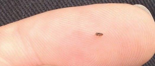 小猫粪便发现虫子？如何处理和预防宠物寄生虫问题？