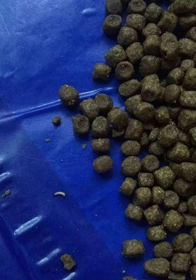小猫粪便发现虫子？如何处理和预防宠物寄生虫问题？