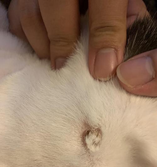 小猫后爪结痂是什么原因？如何处理？