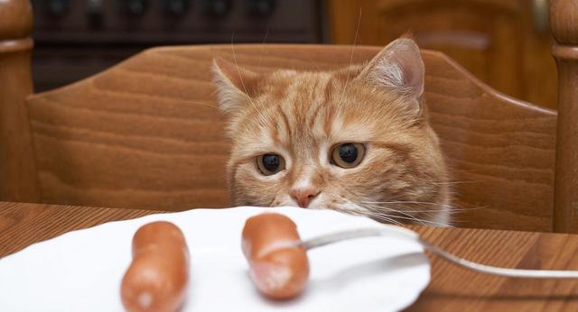小猫吃火腿安全吗？一次喂食多少合适？
