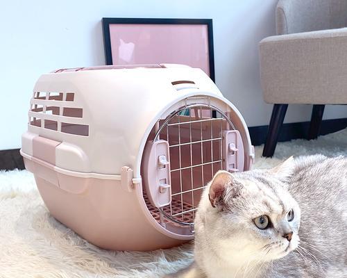 小猫空运需要注意什么？空运小猫的正确步骤和注意事项是什么？