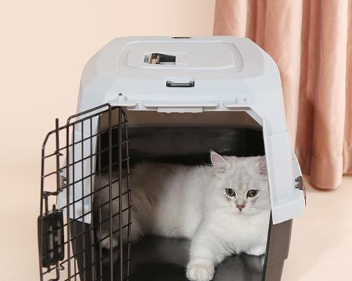 小猫空运需要注意什么？空运小猫的正确步骤和注意事项是什么？