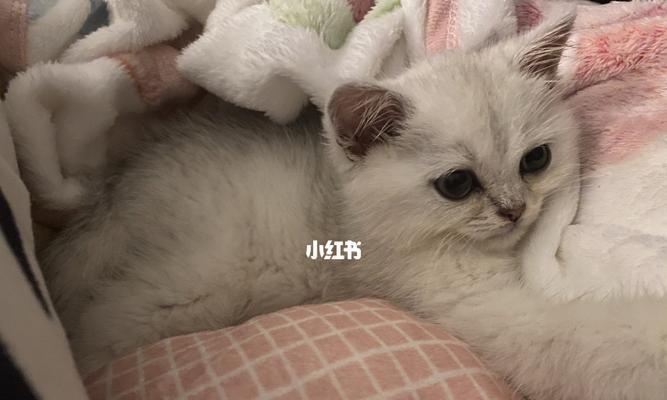 小猫新家拉稀怎么办？如何快速解决宠物健康问题？