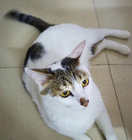 小猫整晚叫不停怎么办？如何安抚夜间叫唤的小猫？