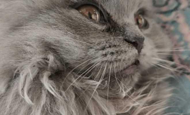 小猫耳朵毛少怎么办？如何促进毛发生长？