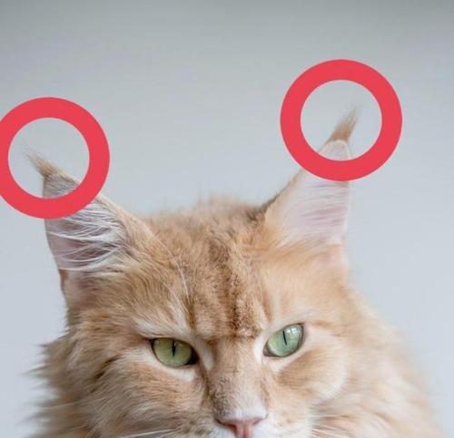 小猫耳朵毛少怎么办？如何促进毛发生长？