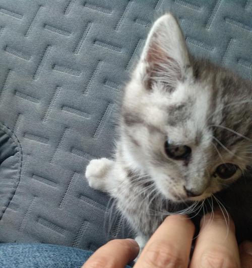 小猫奶癣是什么？如何识别小猫奶癣图片中的症状？