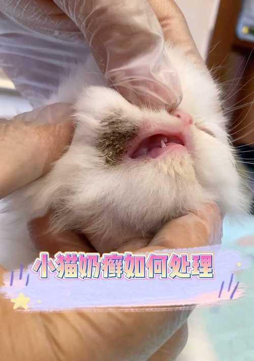 小猫奶癣是什么？如何识别小猫奶癣图片中的症状？