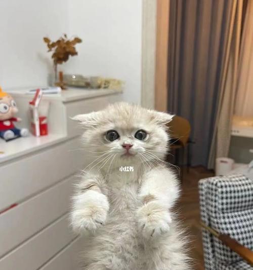 小猫奶癣是什么？如何识别小猫奶癣图片中的症状？