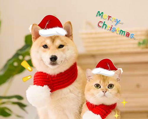 小猫生产时应该吃什么食物？有哪些注意事项？