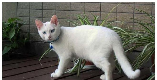 小猫晚上闹腾怎么办？如何让小猫晚上安静？