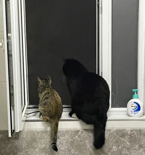 小猫晚上闹腾怎么办？如何让小猫晚上安静？
