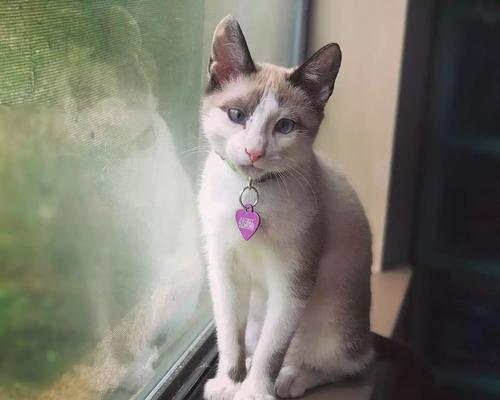 小猫总是跑来跑去的原因是什么？如何让小猫安静下来？