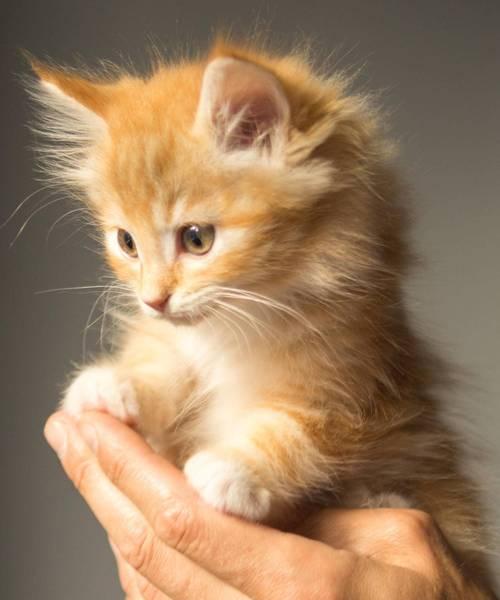 小猫总是跑来跑去的原因是什么？如何让小猫安静下来？