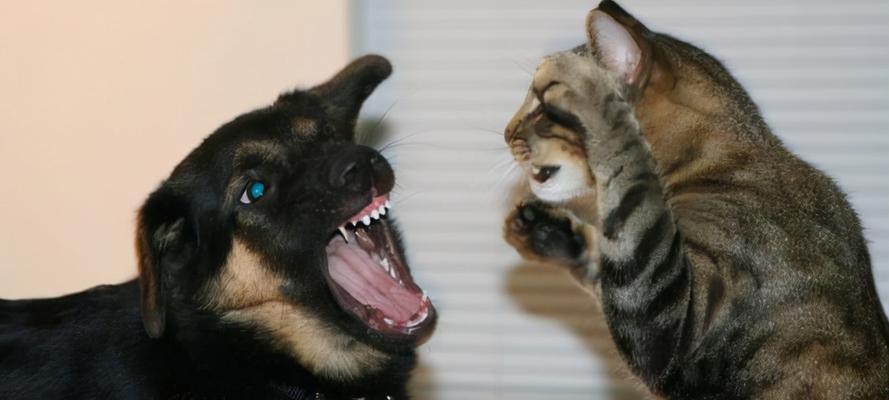 小猫互相打架怎么解决？如何预防猫咪打架行为？