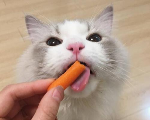 小猫有牙却不进食？可能的原因和解决方法是什么？