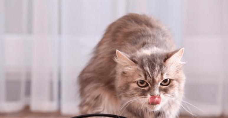 小猫早发情是食物引起的吗？如何通过饮食管理预防？