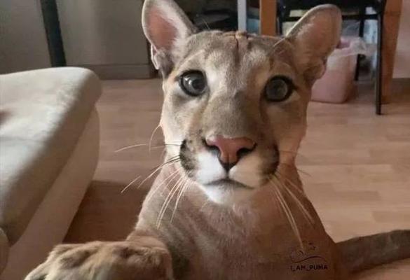 小猫装狮子是什么意思？小猫和狮子之间有什么故事？
