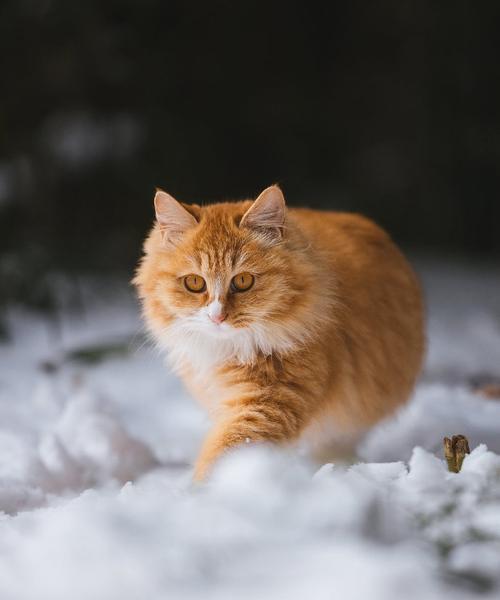 小猫装狮子是什么意思？小猫和狮子之间有什么故事？