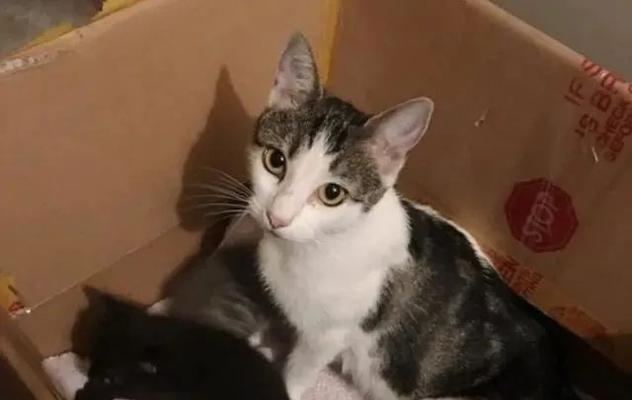 小猫自来店门口可以养吗？如何合法合规地照顾流浪猫？