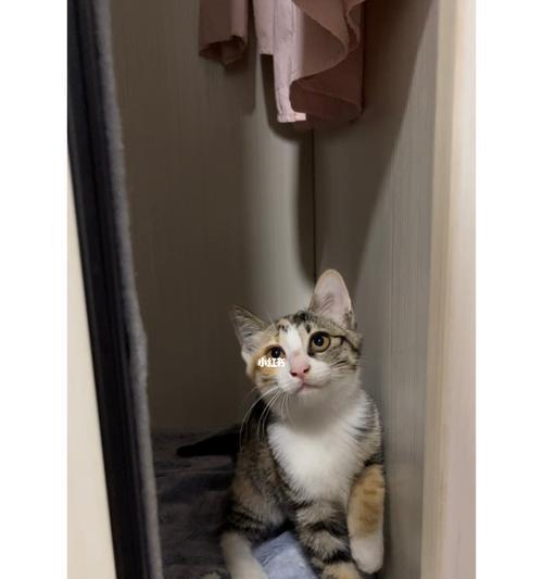小猫自来店门口可以养吗？如何合法合规地照顾流浪猫？