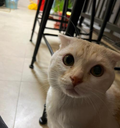小猫自来店门口可以养吗？如何合法合规地照顾流浪猫？