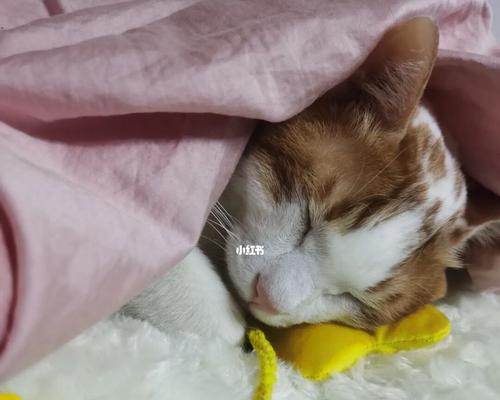小猫总在身上睡觉怎么办？如何训练猫咪改变这个习惯？