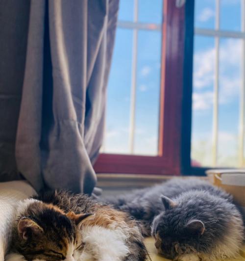 小猫总在身上睡觉怎么办？如何训练猫咪改变这个习惯？
