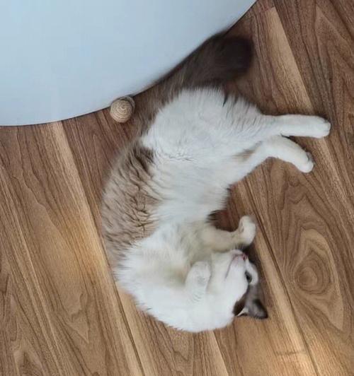 小猫走不稳路怎么办？如何帮助小猫稳定步伐？