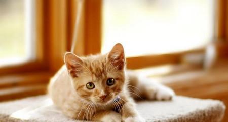 小猫咪图片怎么下载？哪里能找到高清小猫图片？