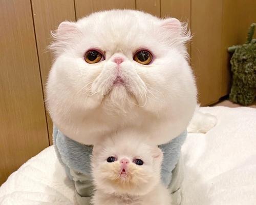 小猫咪图片怎么下载？哪里能找到高清小猫图片？
