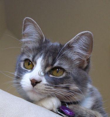 小猫咪最美丽的图片大全在哪里找？如何下载高清无水印图片？